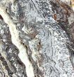Rare North Pole Dome Stromatolite Slice - Billion Years #39202-1